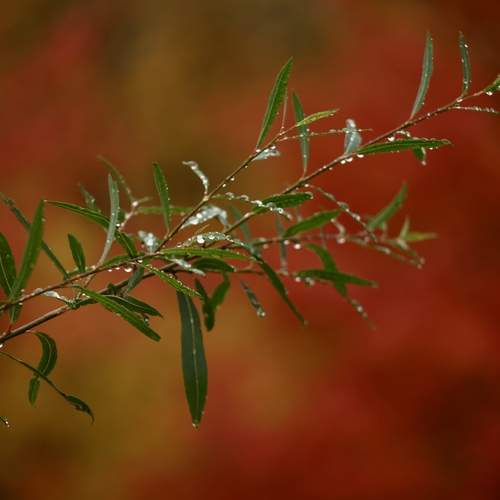 Photo #13230289