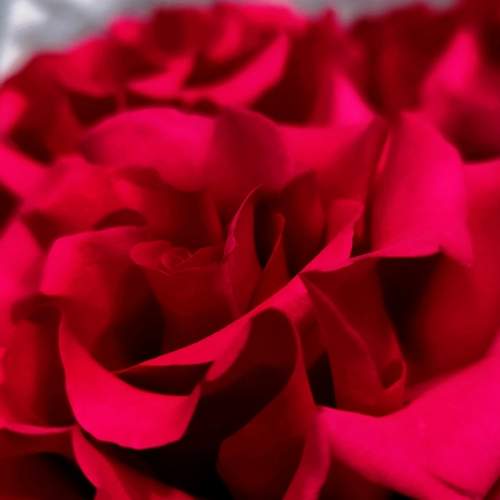 Photo #13230519