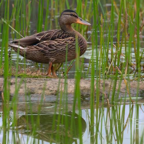 Утка на озере