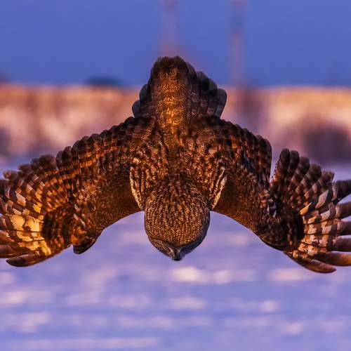 Photo #13231104