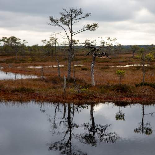 Silent Bog