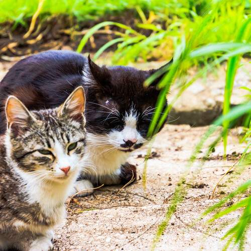 Photo #13232287