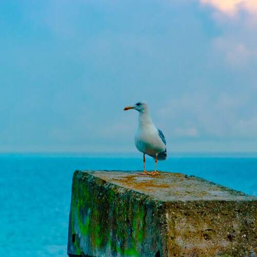 Photo #13232331