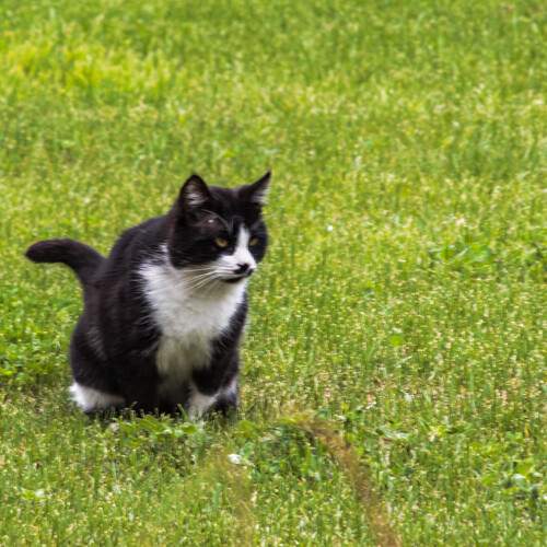 Photo #13232784