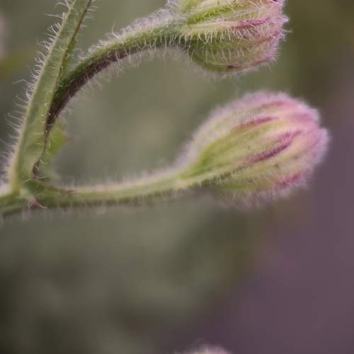 Photo #13233067
