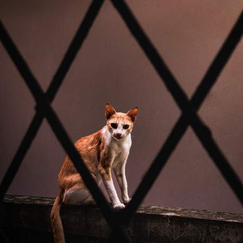 Photo #13233131