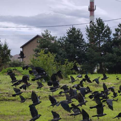 Photo #13233175