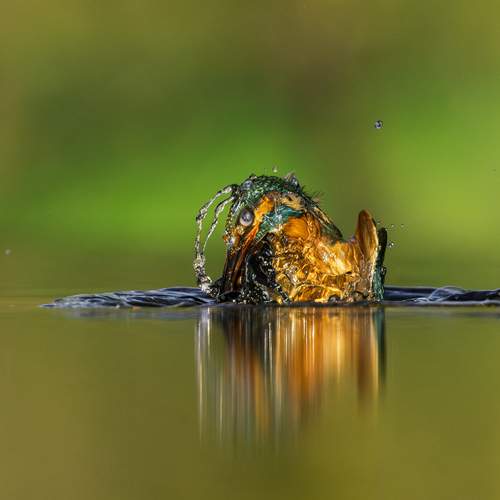 Photo #13233995