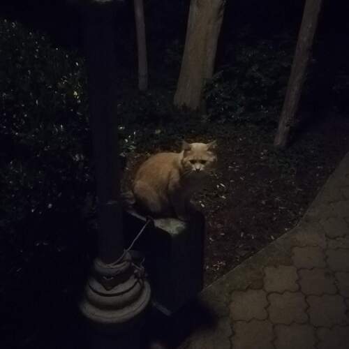 Photo #13234011