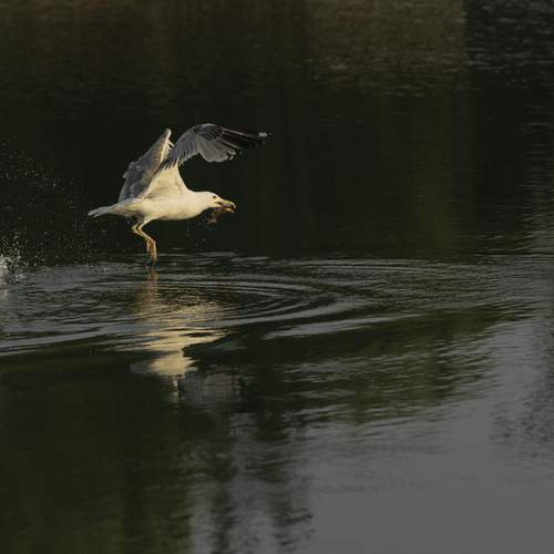 Photo #13234383