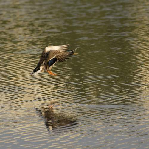Photo #13234394