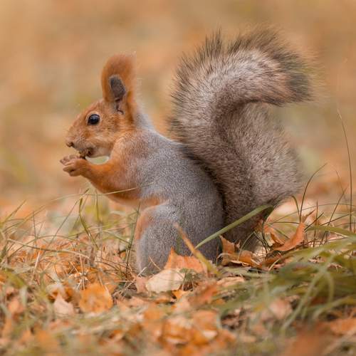 Шустрые белки.  Нижнекамск
