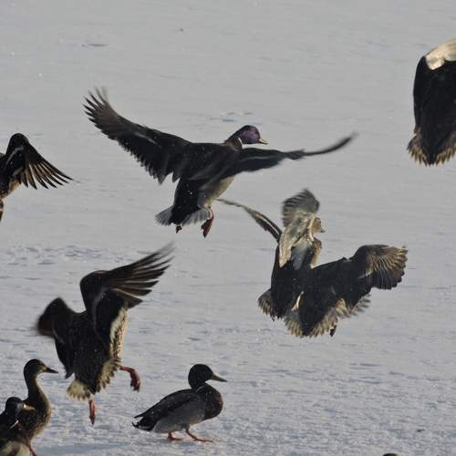 Photo #13234443