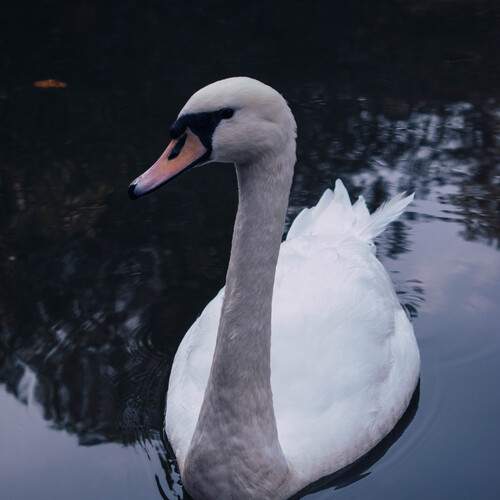 Photo #13234500