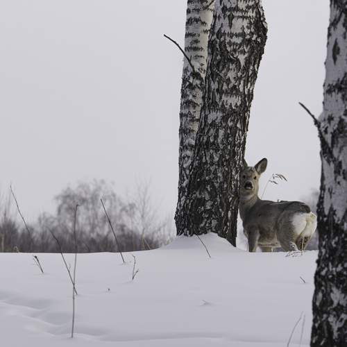 Photo #13234527