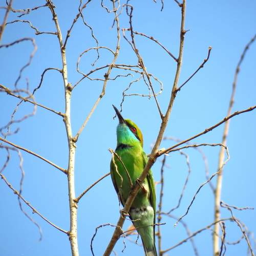 Green bee eater looks up a the sky