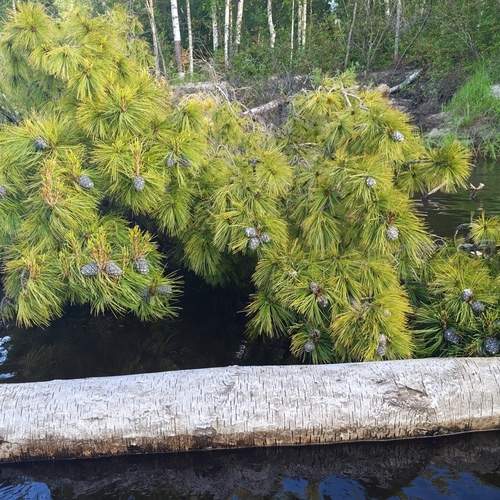 Photo #13234703
