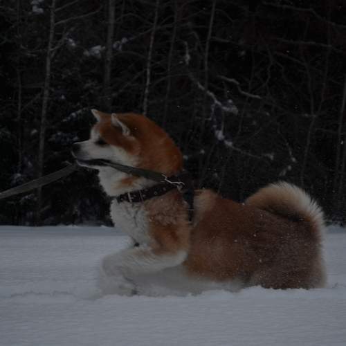 Photo #13235130