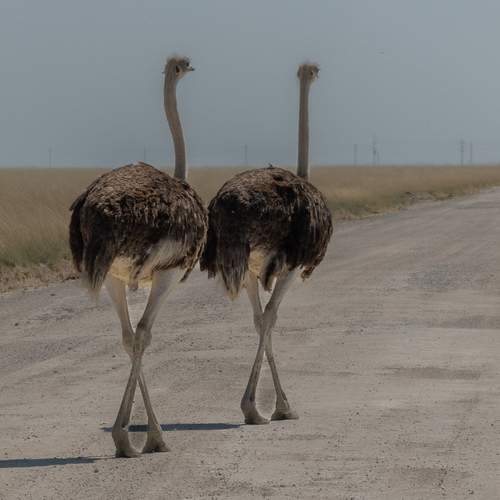 Photo #13235232