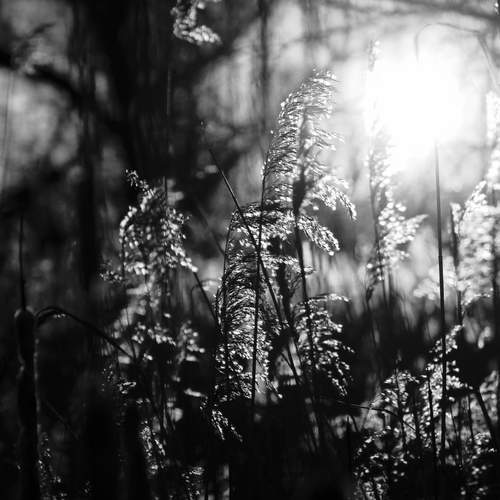 Photo #13235336