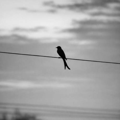 Alone, Not Lonely
