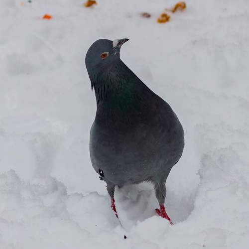 Photo #13235399