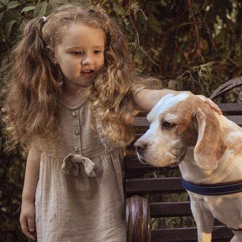 Не грусти собака