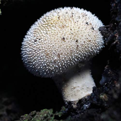 Photo #13235419