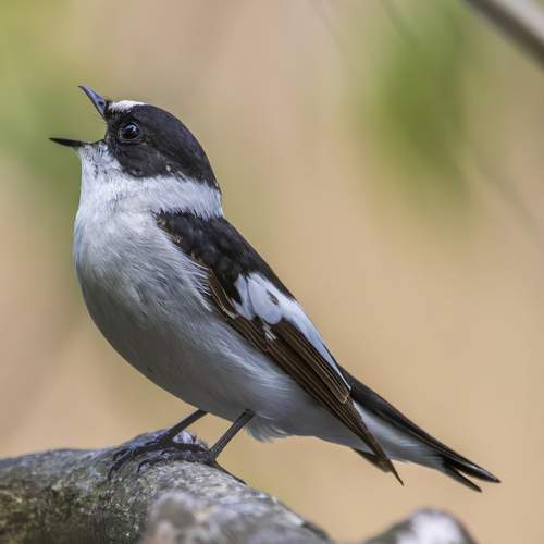 Photo #13235507