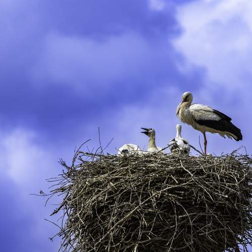 Фотография #13235895