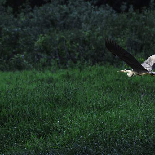 Фотография #13235916