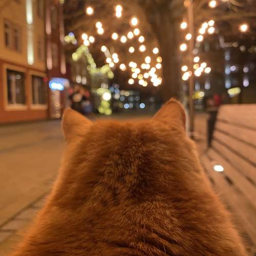 С котиком.