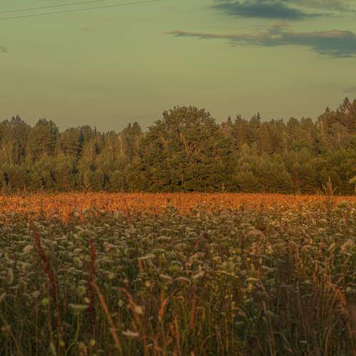 Photo #13237146