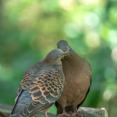 Фотография #13237363