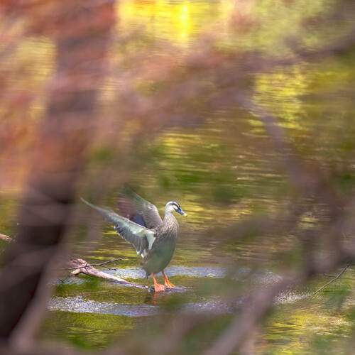 Фотография #13237382