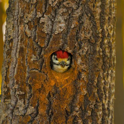 Photo #13237387