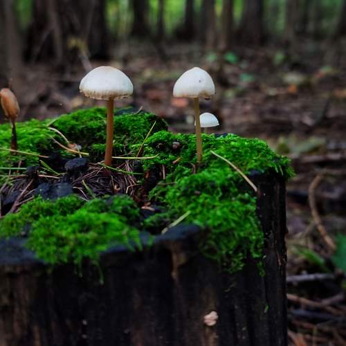Photo #13237424