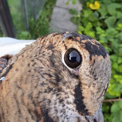 Photo #13237436
