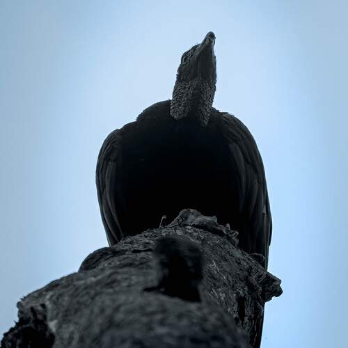 Photo #13237479