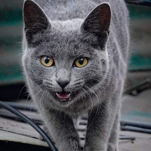 Photo #13237499