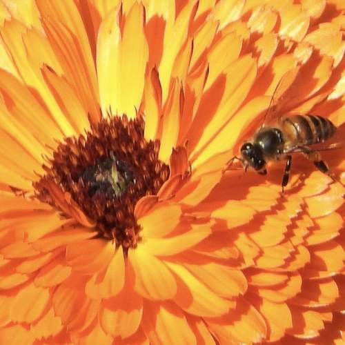 Honeybee