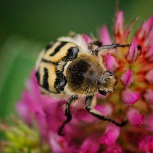 Photo #13237509