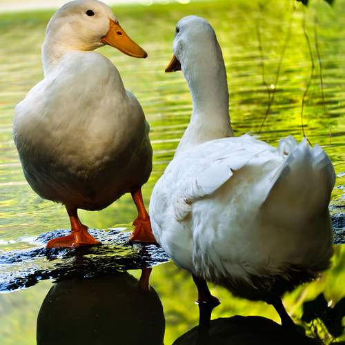 Photo #13237544