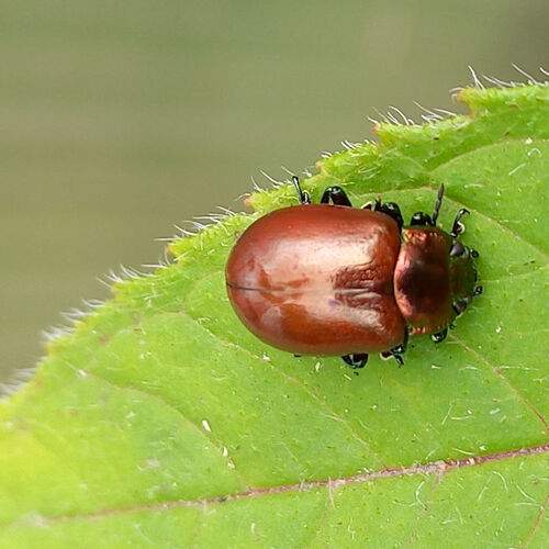 Photo #13237600