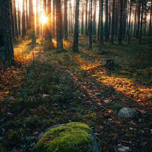 Photo #13237705