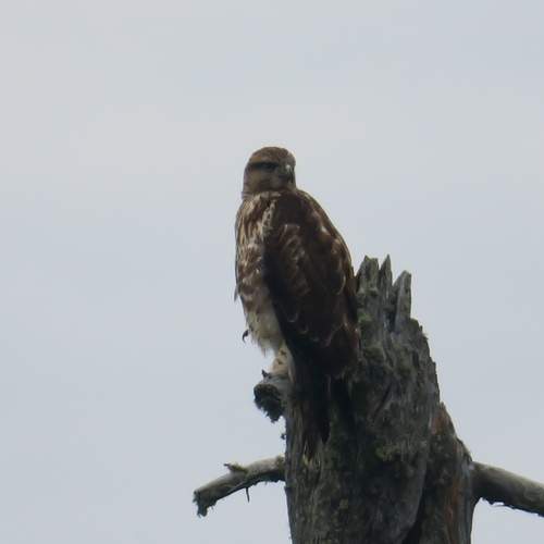 Photo #13238065
