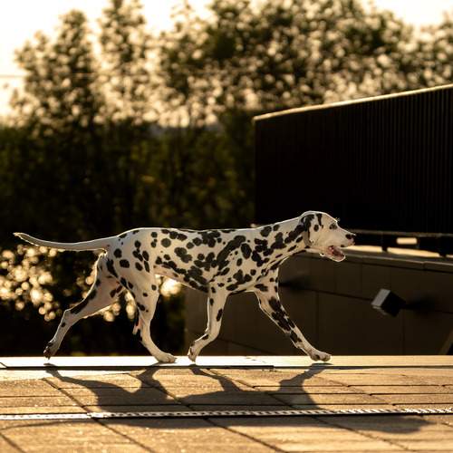 Фотография #13238073