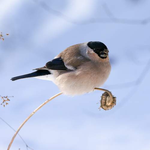 Уссурийский снегирь (Pyrrhula griseiventris) ♀