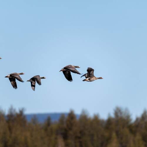 Фотография #13238558