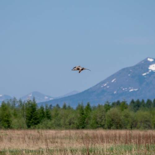 Фотография #13238564